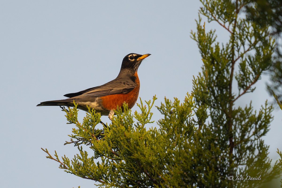 American Robin - ML648623889
