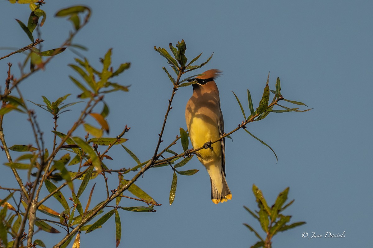 Cedar Waxwing - ML648623911