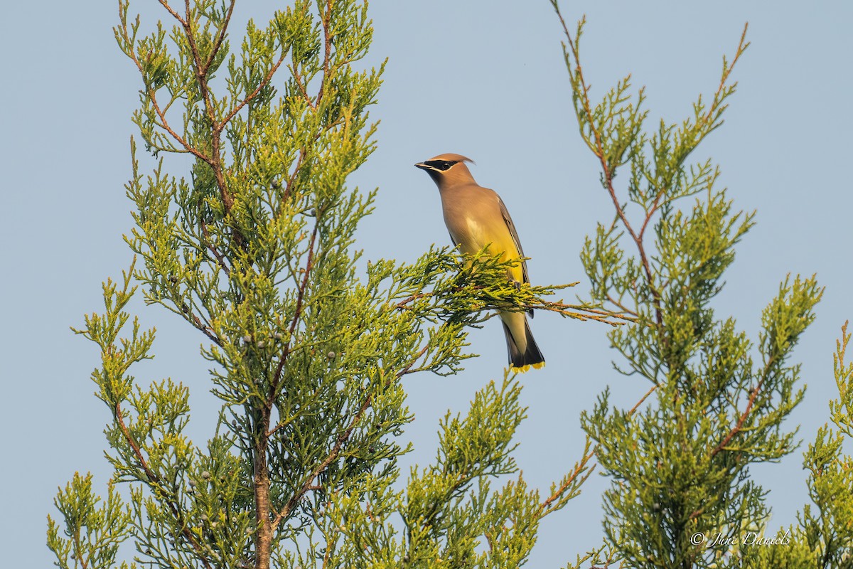Cedar Waxwing - ML648623913