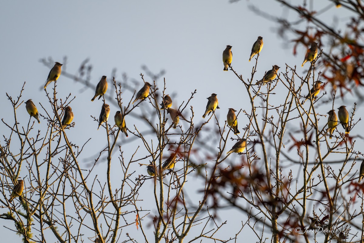 Cedar Waxwing - ML648623914