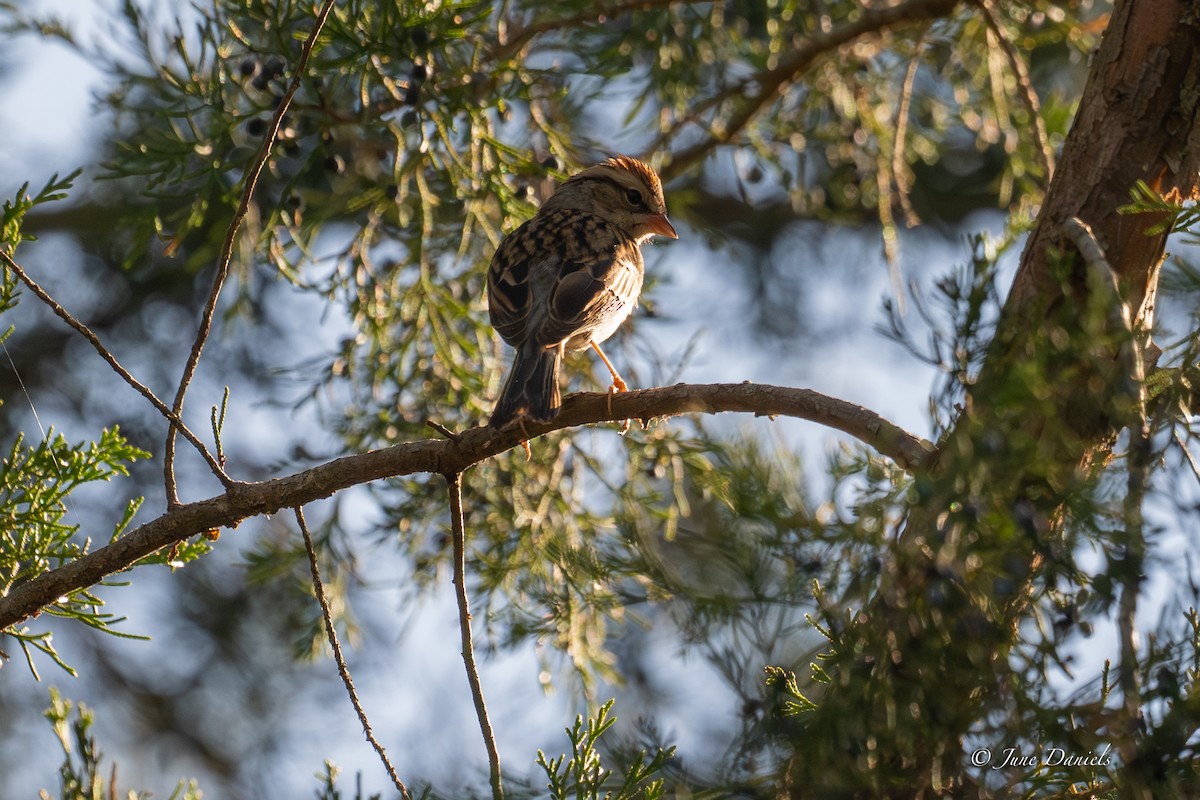 Chipping Sparrow - ML648623984