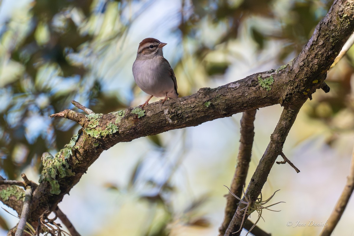 Chipping Sparrow - ML648623985
