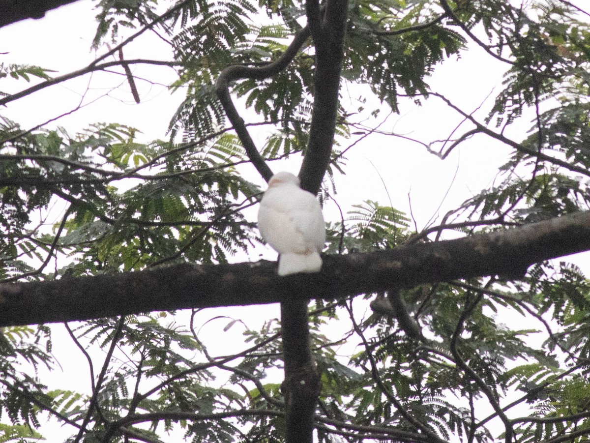 Salmon-crested Cockatoo - ML648624272