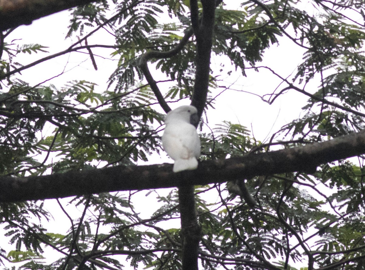 Salmon-crested Cockatoo - ML648624302