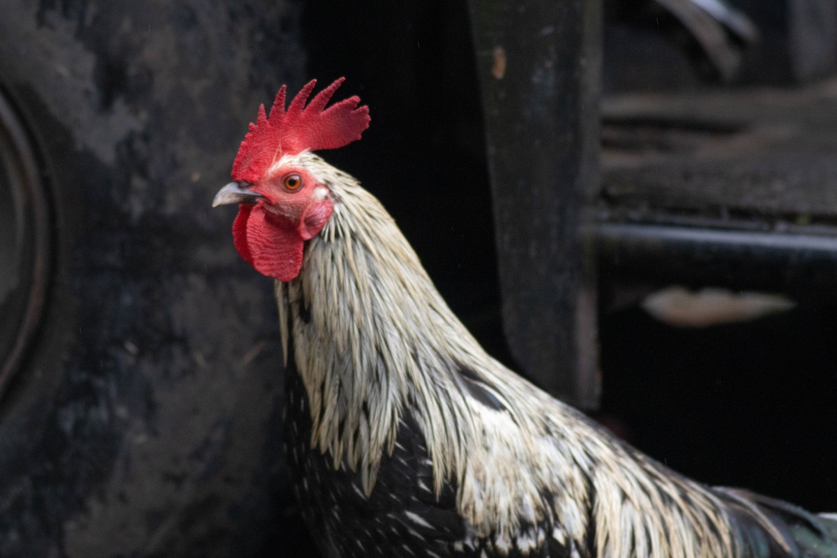 家雞(馴化) - ML648624349