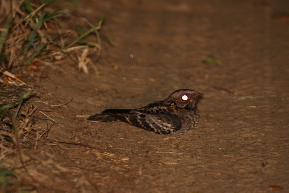 Fiery-necked Nightjar - ML648624469