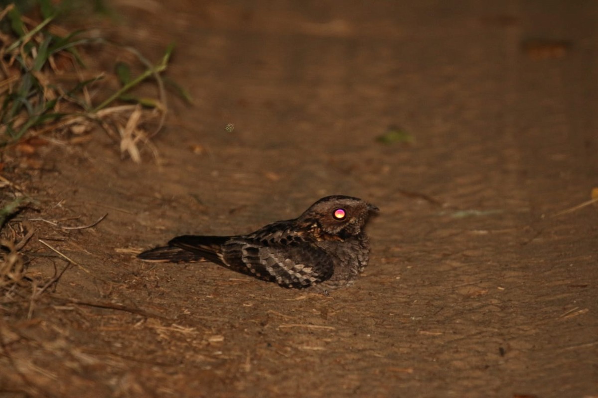 Fiery-necked Nightjar - ML648624470