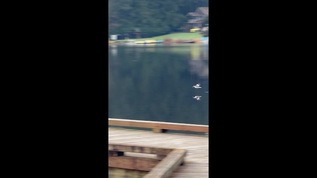 ヒメハジロ - ML648624586