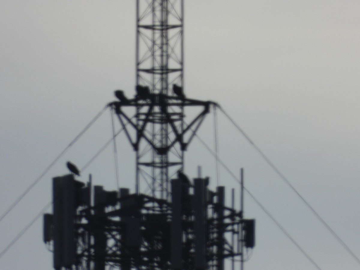 new world vulture sp. - ML648624735