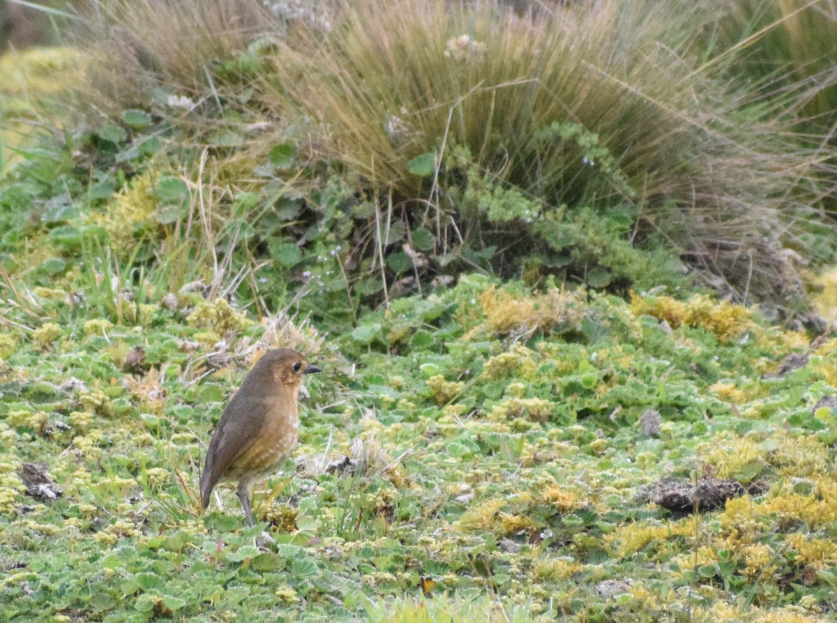 Boyaca Antpitta - ML648625271