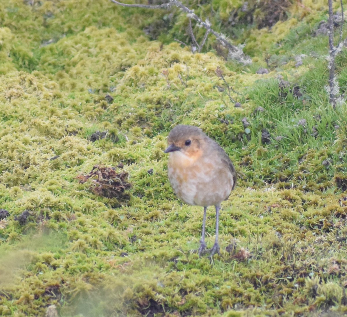 Boyaca Antpitta - ML648625272