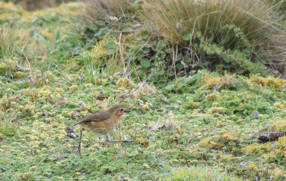 Boyaca Antpitta - ML648625275