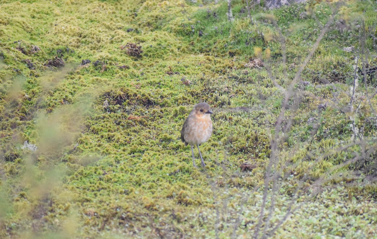 Boyaca Antpitta - ML648625276