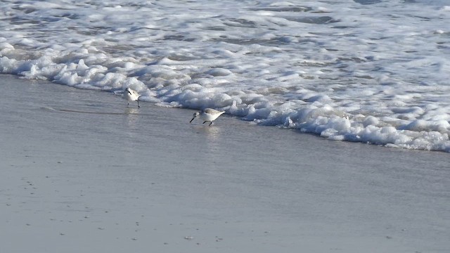 חופית לבנה - ML648625356