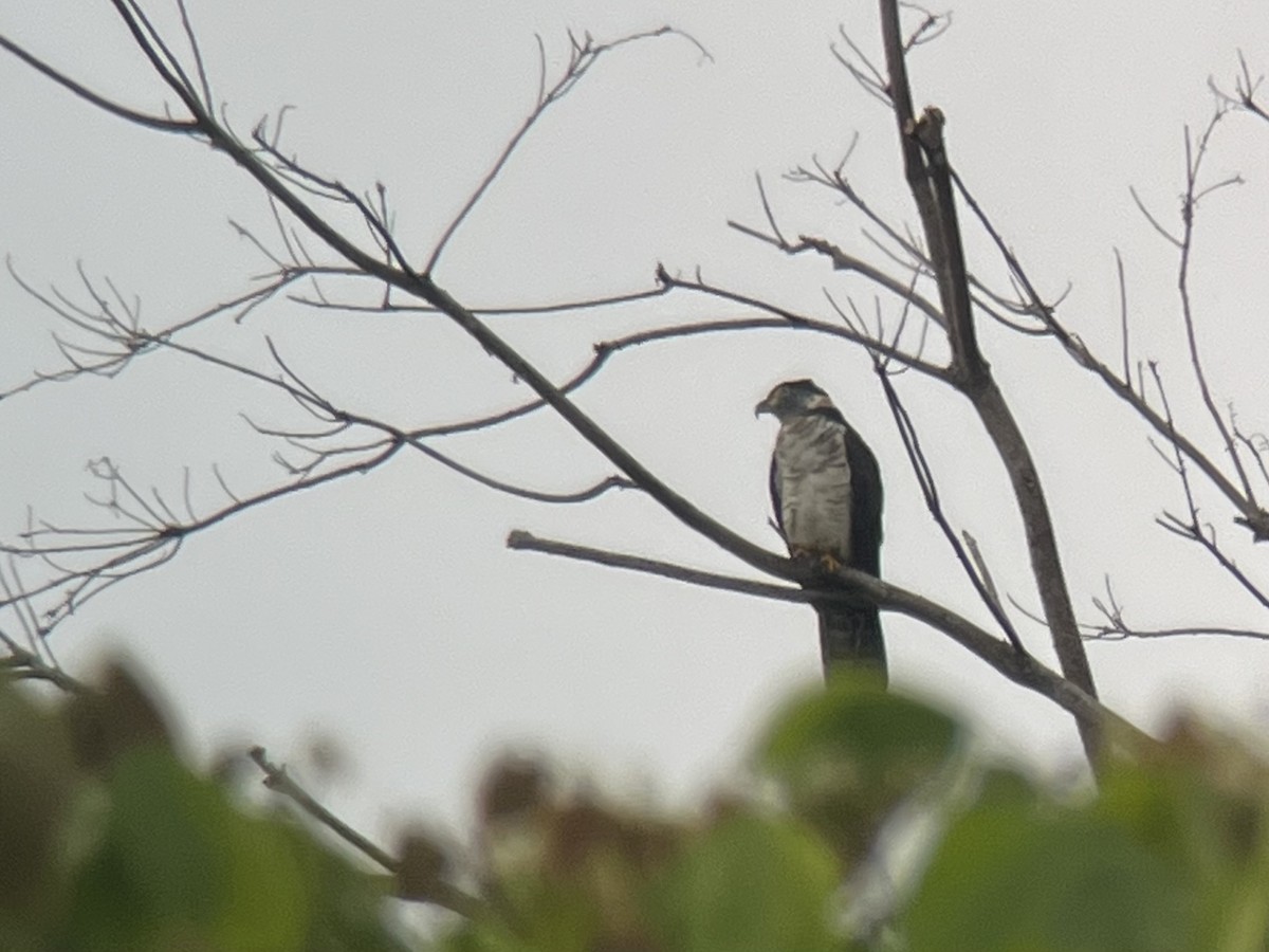Hook-billed Kite - ML648625758