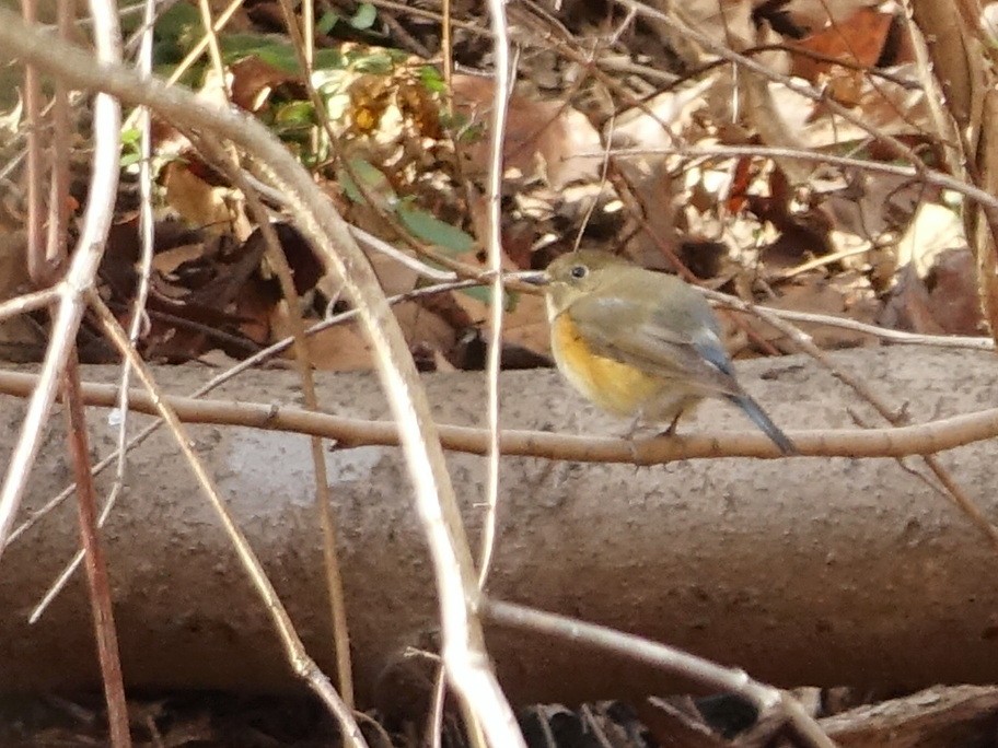 Синьохвіст тайговий - ML648625931