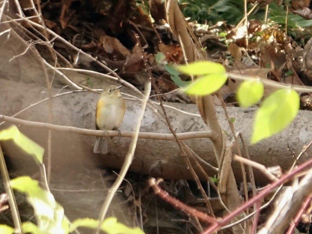 Синьохвіст тайговий - ML648625943