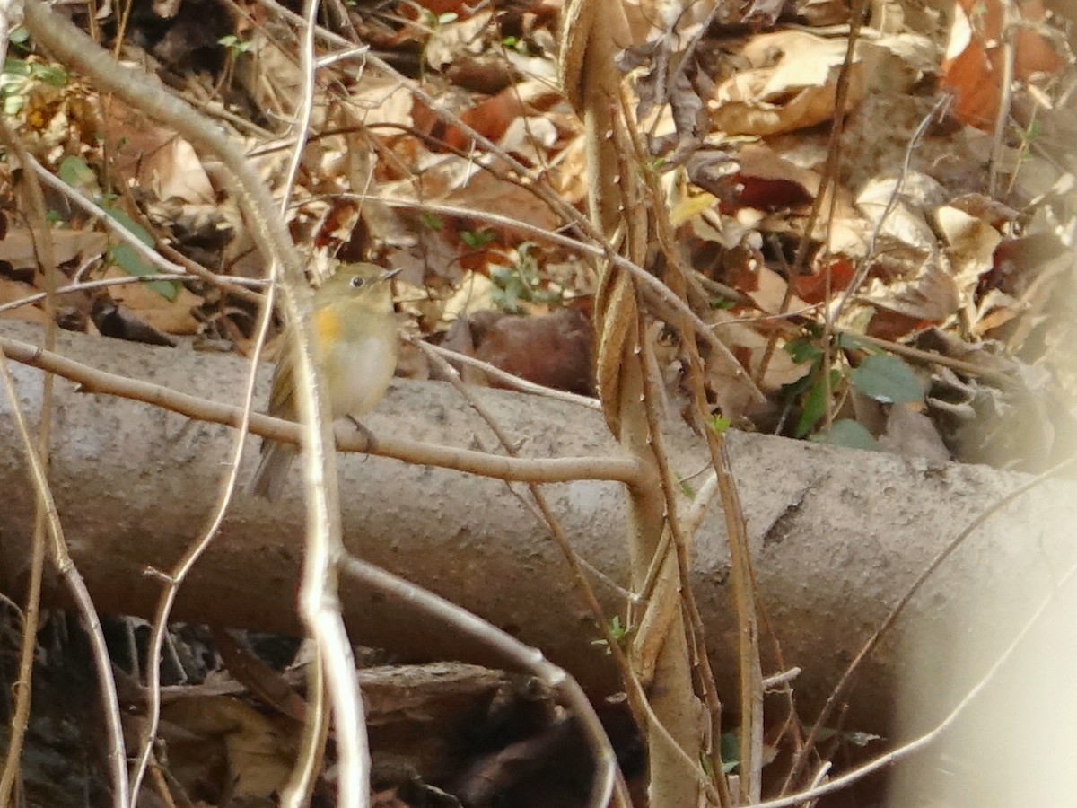 Синьохвіст тайговий - ML648625948