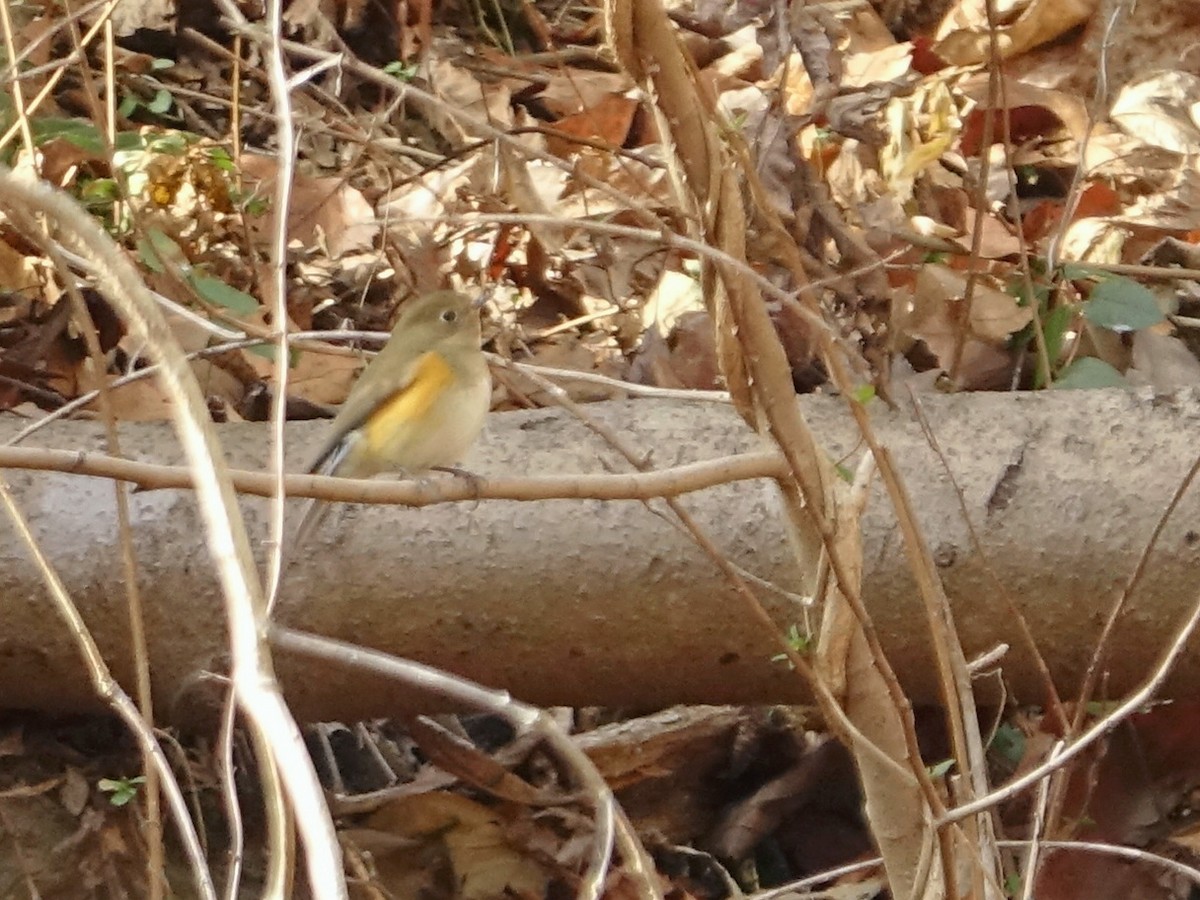 Синьохвіст тайговий - ML648625955