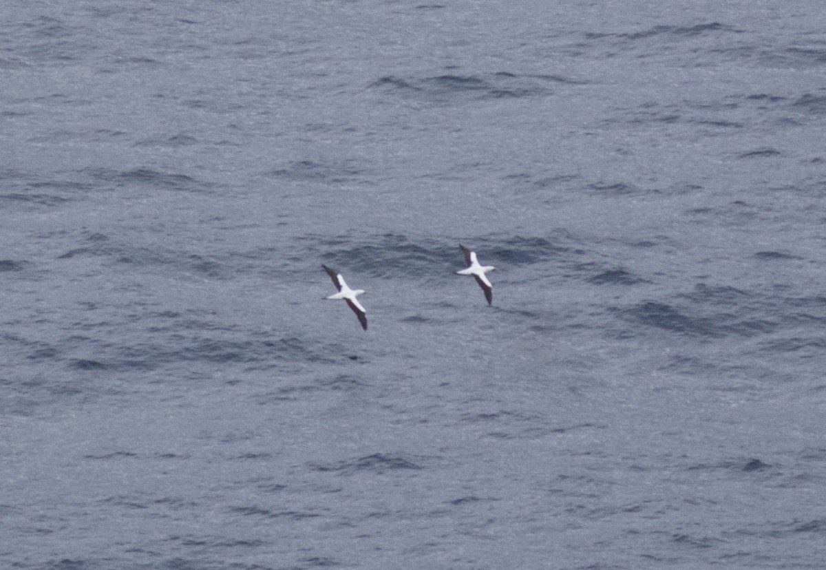 Maskentölpel - ML648626649