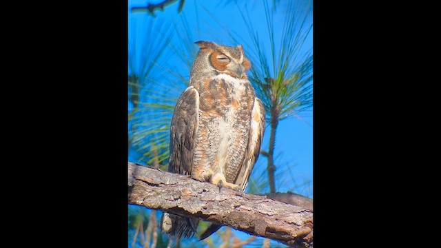 Great Horned Owl - ML648627058