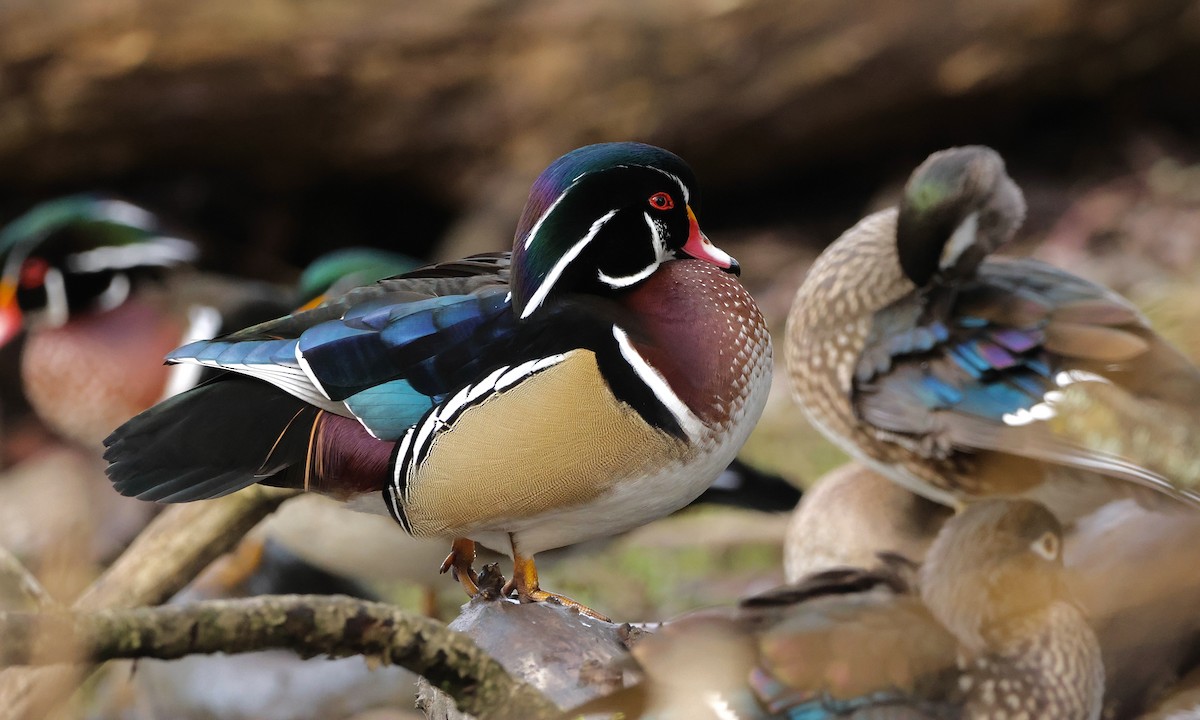 美洲鴛鴦 - ML648627148