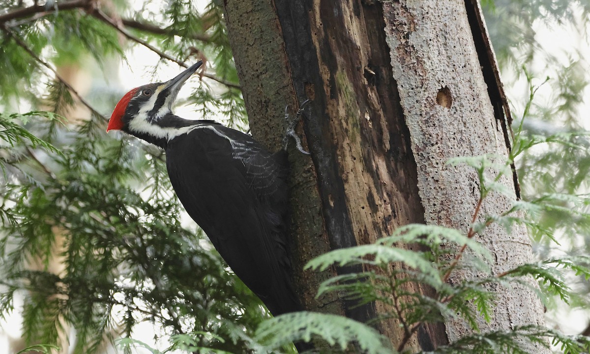 Pileated Woodpecker - ML648627178