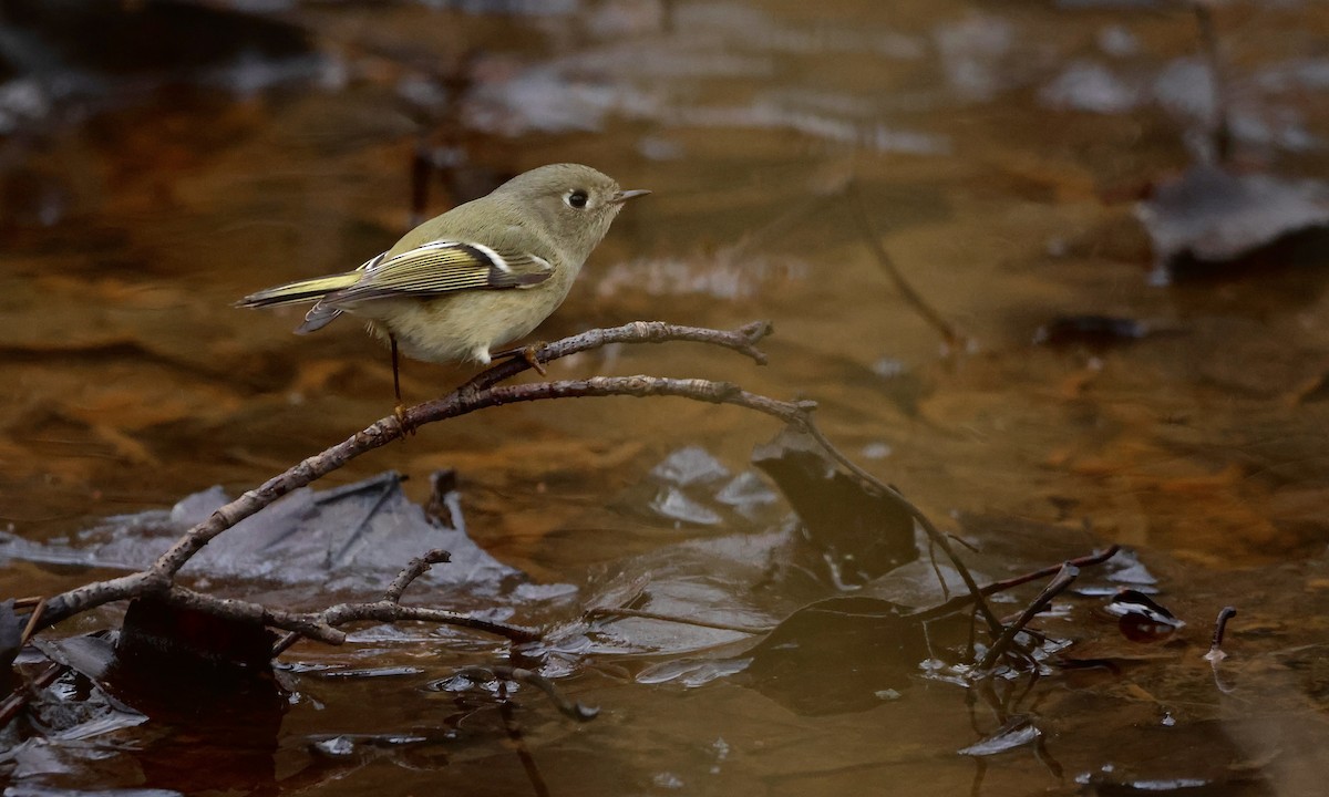 Ruby-crowned Kinglet - ML648627203