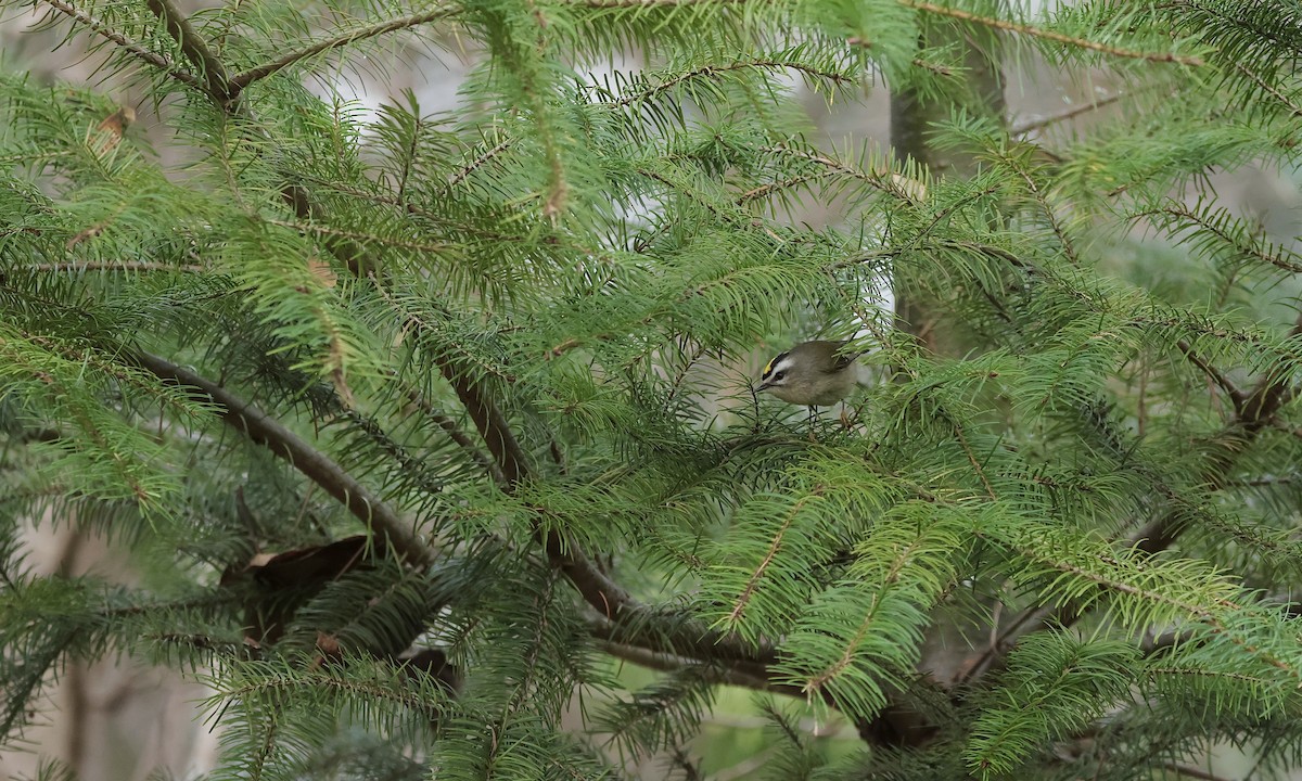 Golden-crowned Kinglet - ML648627224