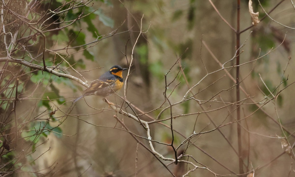Varied Thrush - ML648627257