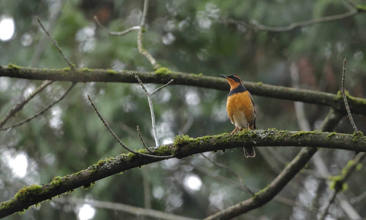 Varied Thrush - ML648627258