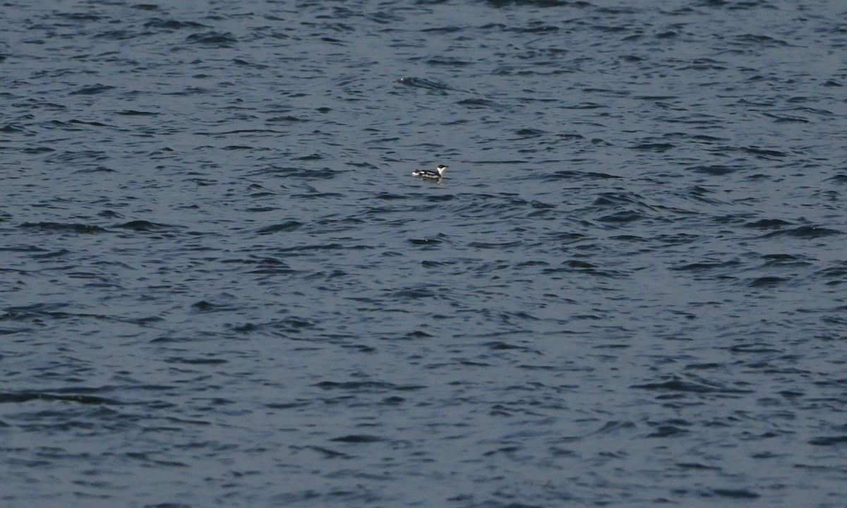 Marbled Murrelet - ML648627292