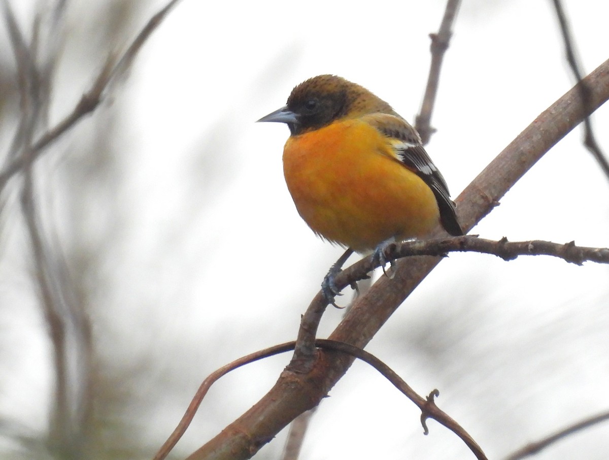 Baltimore Oriole - ML648627328