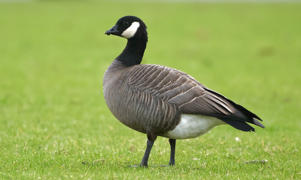 Oca canadese minore - ML648627514