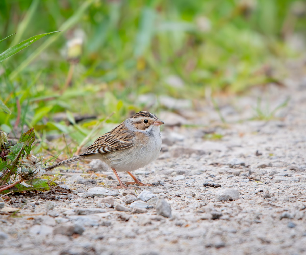 Fahlammer - ML648627845