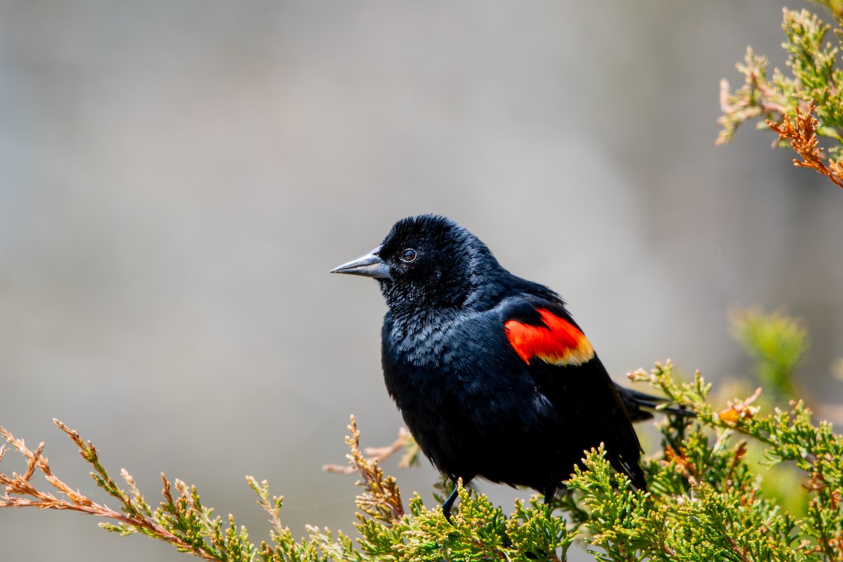 Rotflügelstärling - ML648627858