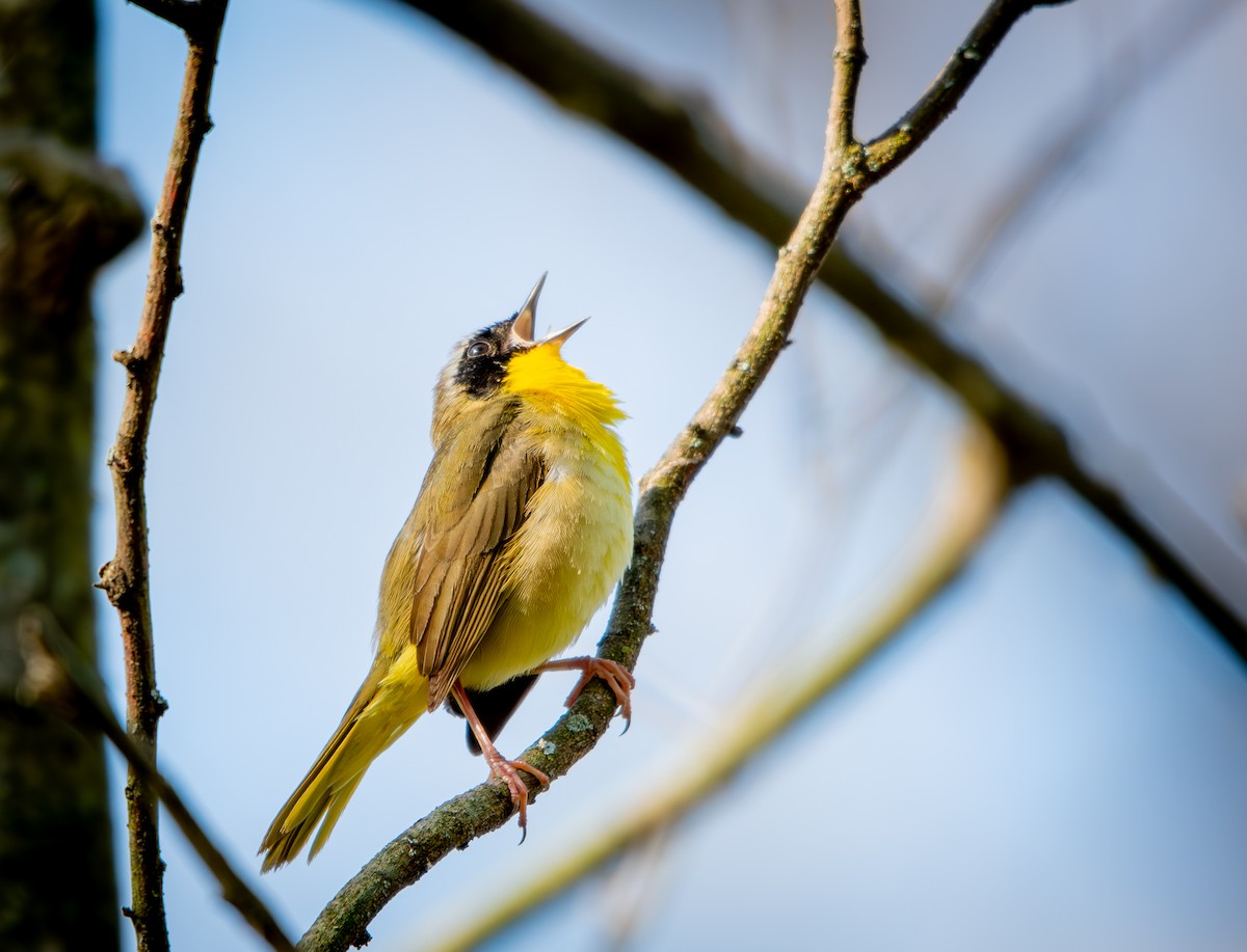 Weidengelbkehlchen - ML648627865