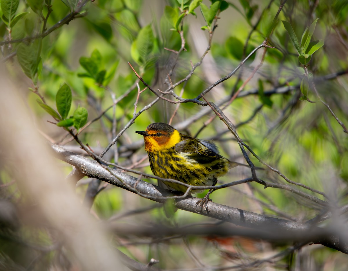 Tigerwaldsänger - ML648627873