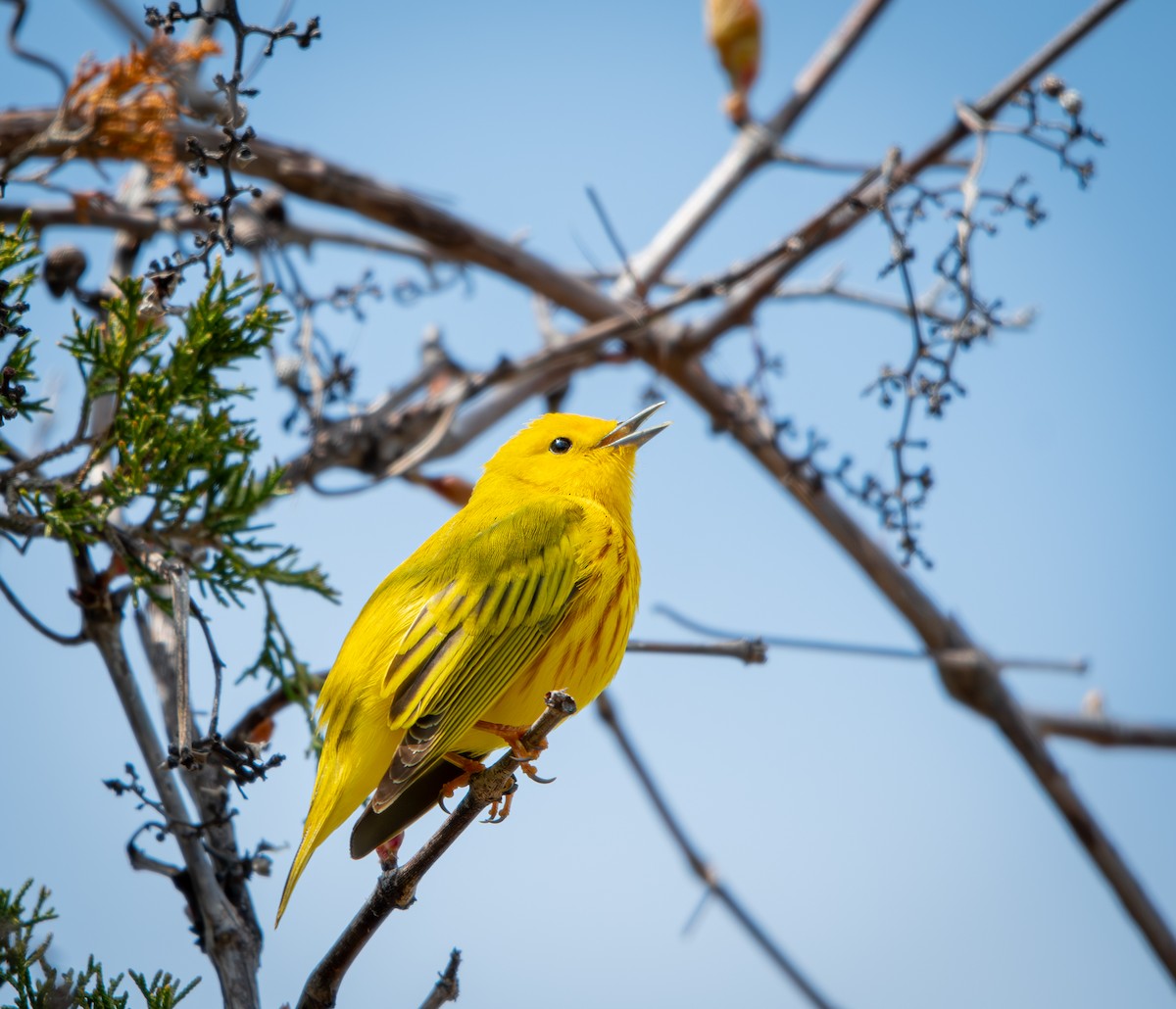 Goldwaldsänger - ML648627885