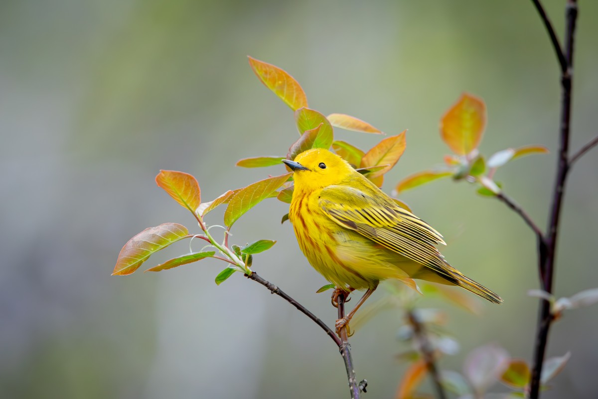 Goldwaldsänger - ML648627888