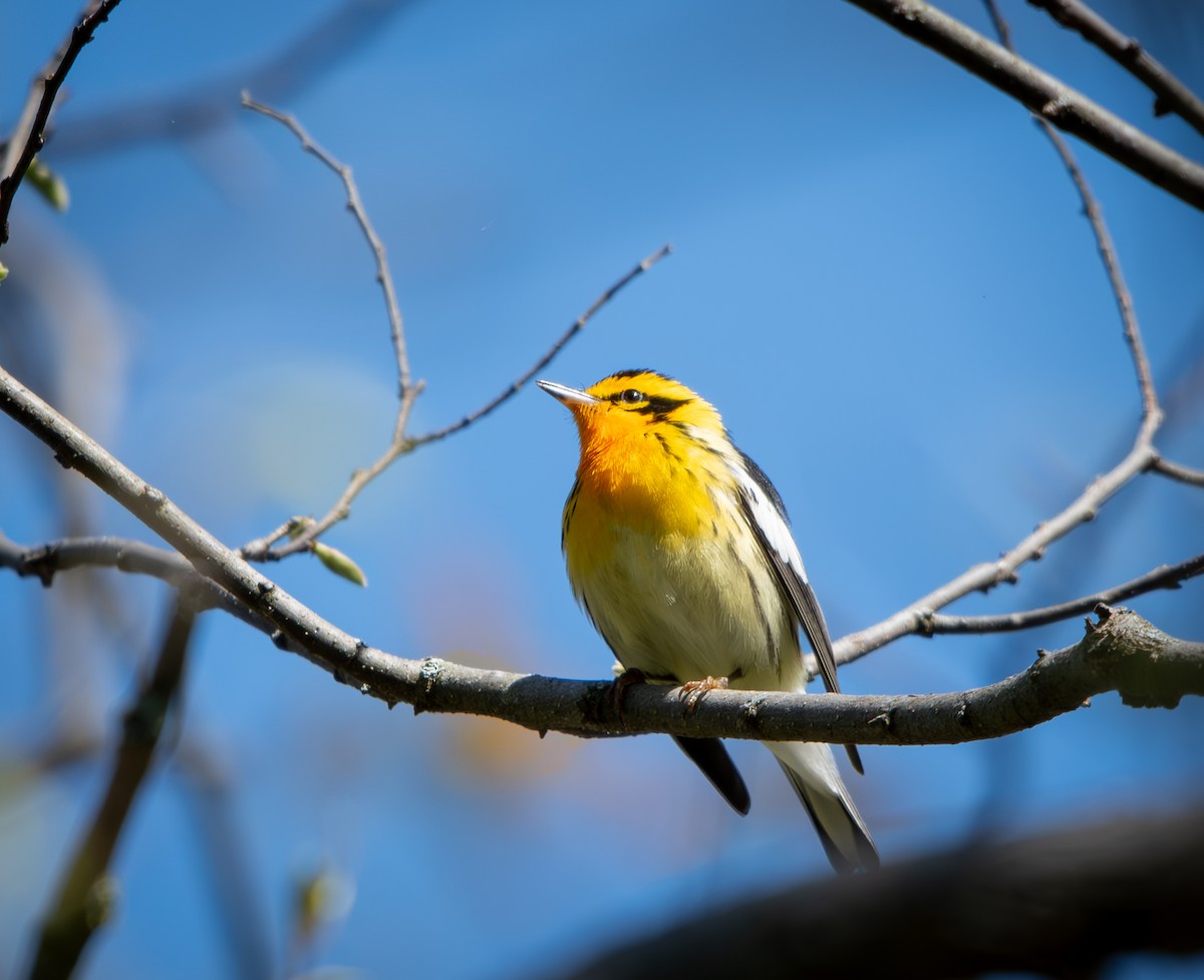 Fichtenwaldsänger - ML648627893