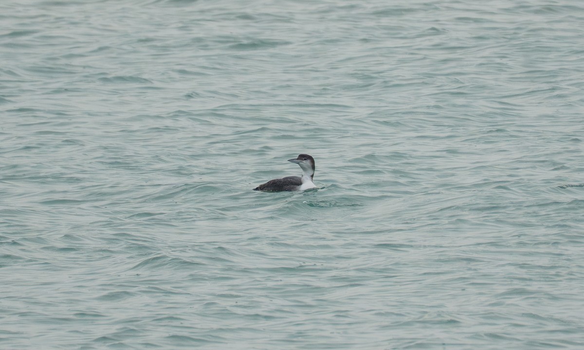 Гагара полярна - ML648628168