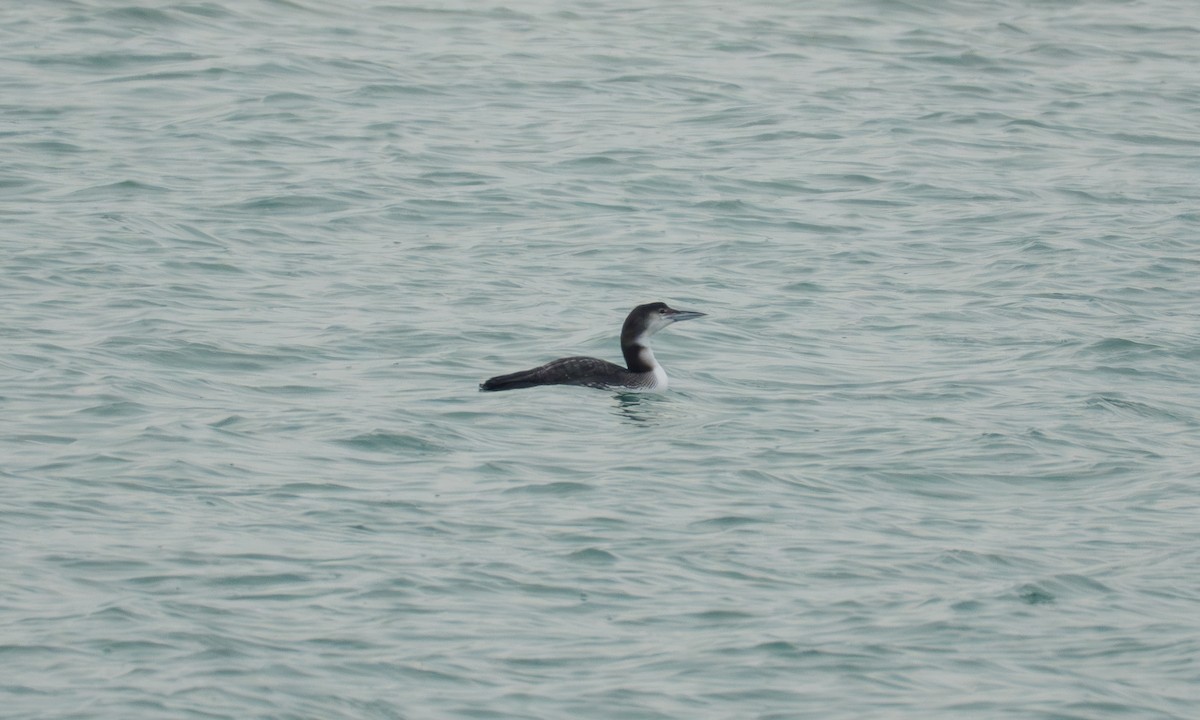 Гагара полярна - ML648628169