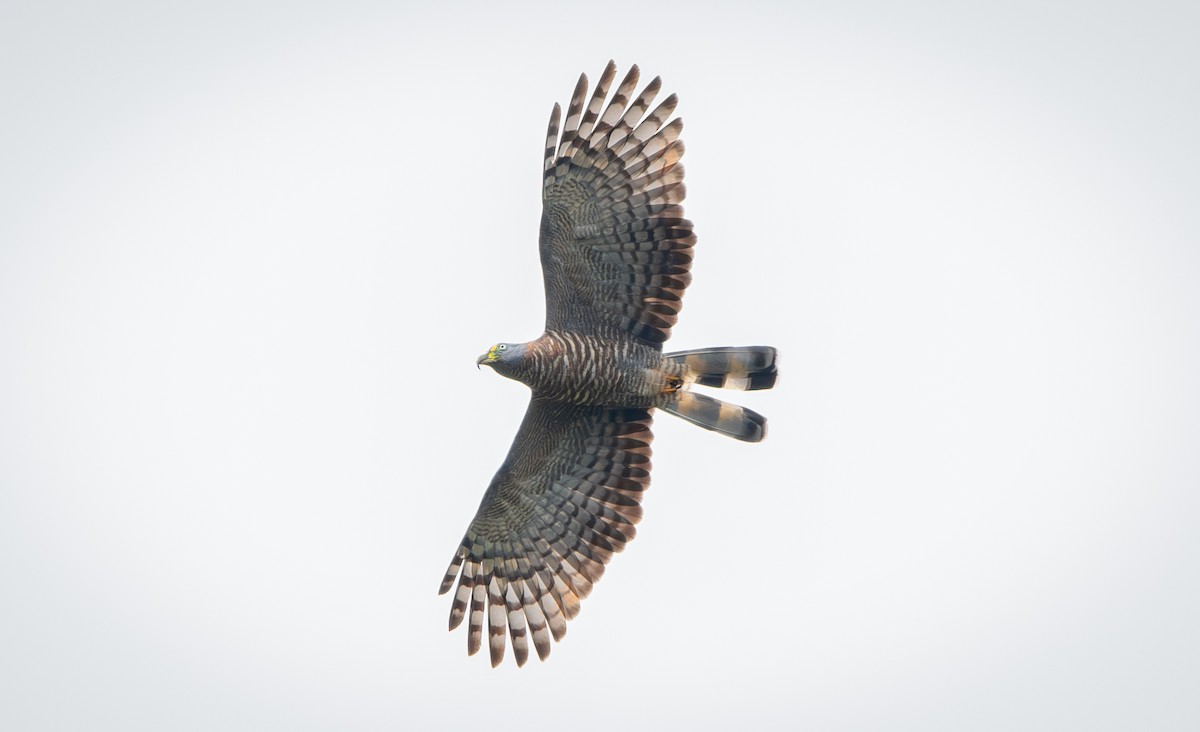 Hook-billed Kite - ML648628270