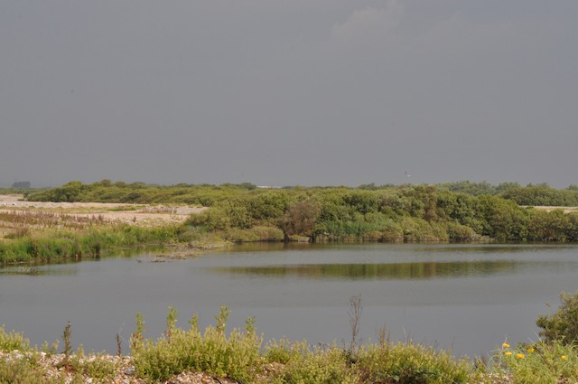 Dungeness RSPB Reserve, Kent, England, United Kingdom - eBird Hotspot