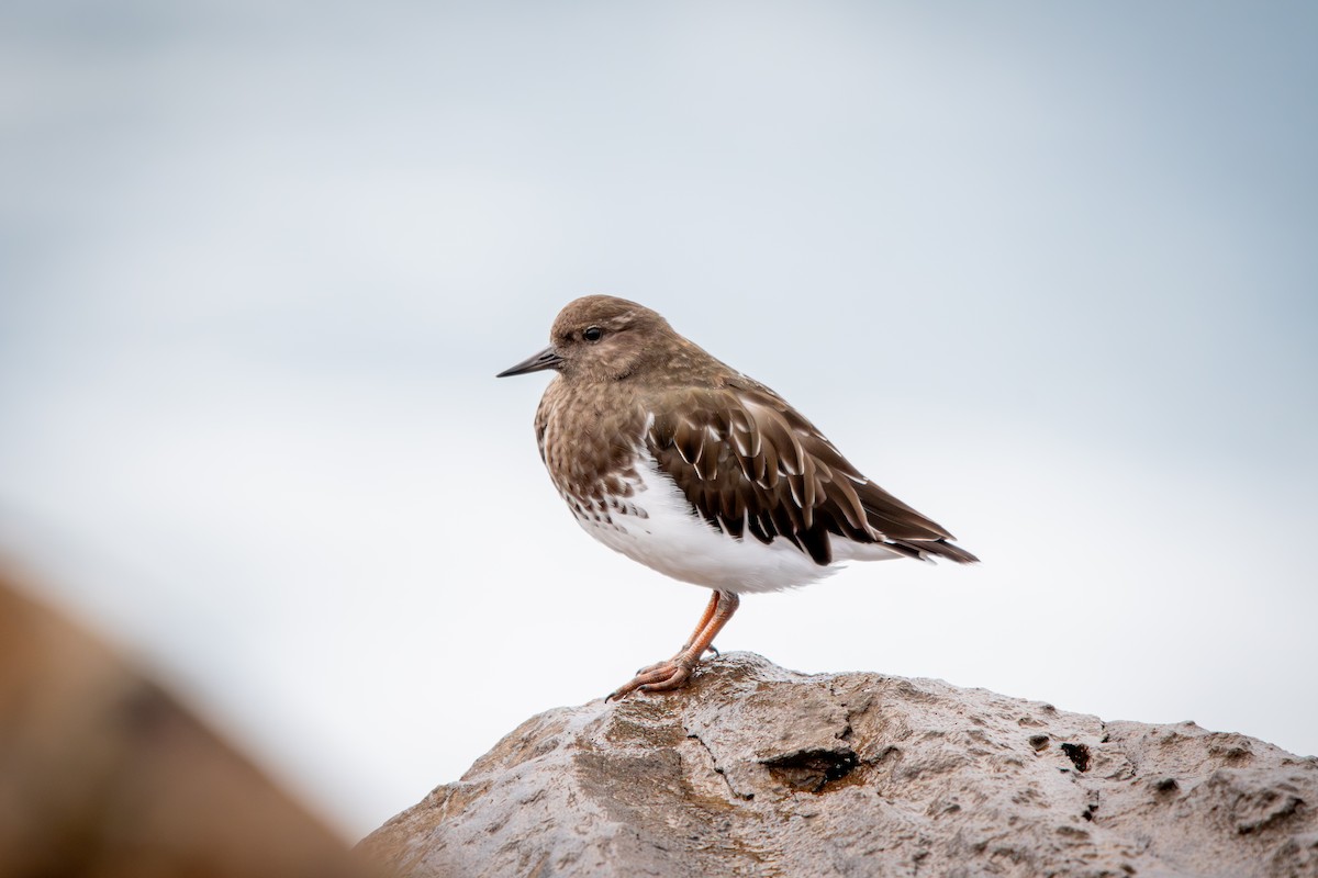 Black Turnstone - ML648629479