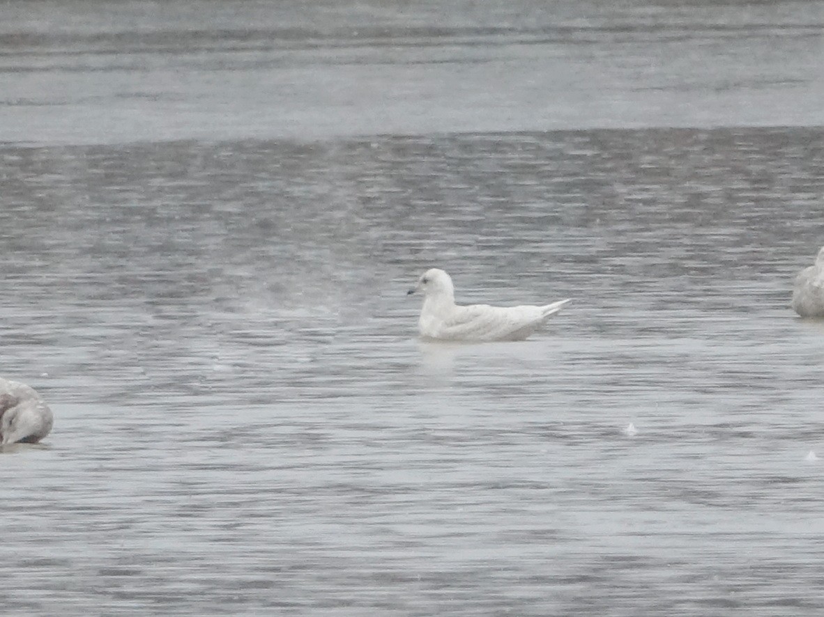 Мартин гренландський (підвид kumlieni) - ML648630553