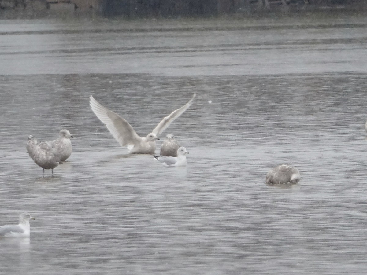 Мартин гренландський (підвид kumlieni) - ML648630558