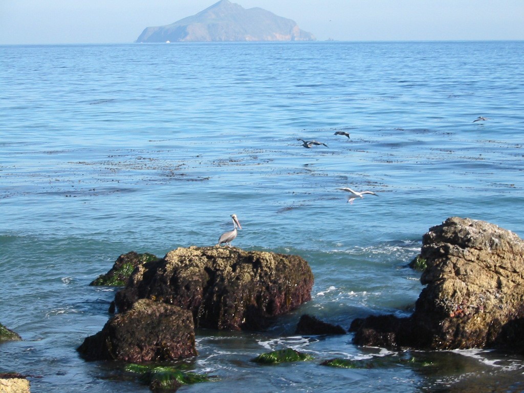 Brown Pelican - ML648631173