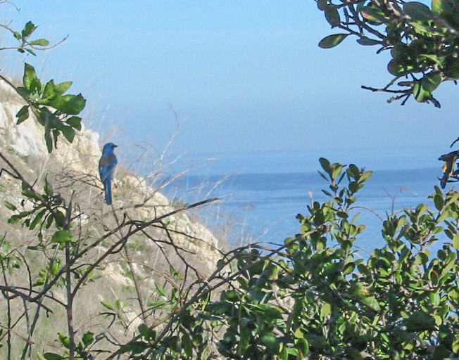 Island Scrub-Jay - ML648631238